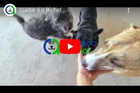 Cuidar é o Bicho!